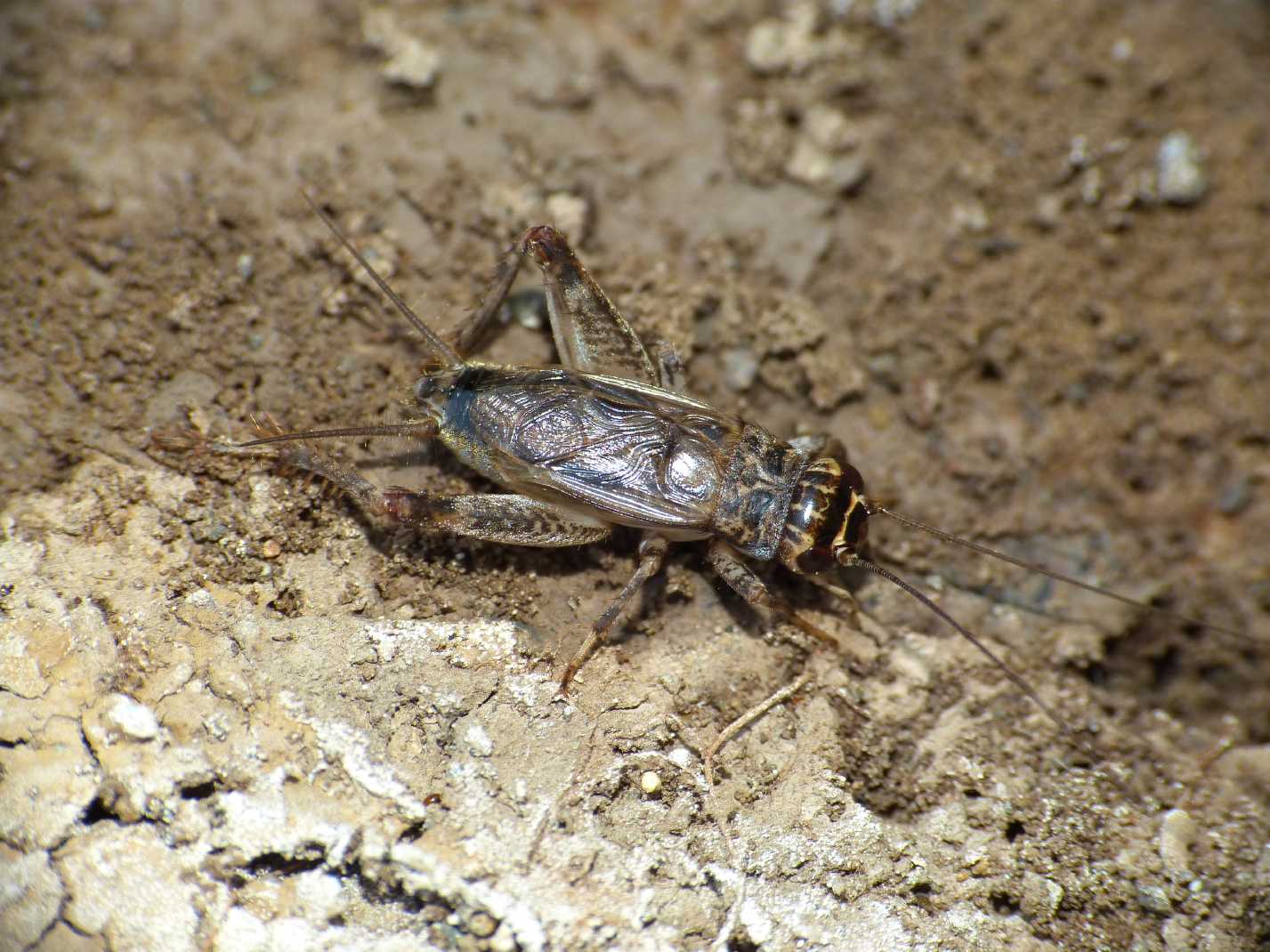 Grilli della Tolfa: Eumodicogryllus bordigalensis